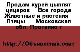 Продам курей цыплят,цицарок. - Все города Животные и растения » Птицы   . Московская обл.,Протвино г.